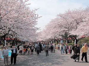 Cherry blossoms in Ueno Park