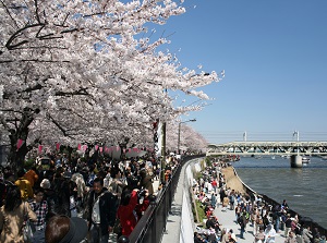 Cherry blossoms at Sumida Park