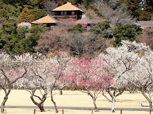 Mito Ume Festival