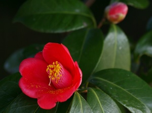 Camellia oil