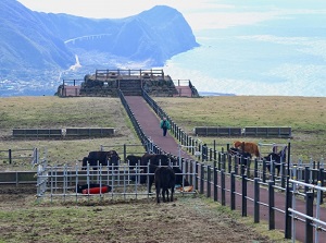 Pasture on the mountainside of Hachijo-fuji