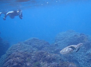 Sea around Hachijojima