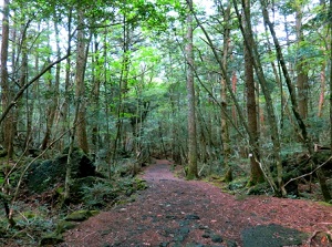 Walking trail in Aokigahara