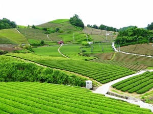 Tea plantation in Wazuka town