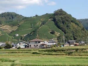 Kamatsuka tea plantation