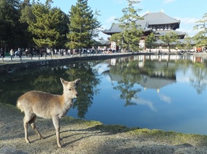 Nara Park