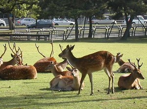 Deer in Nara Park