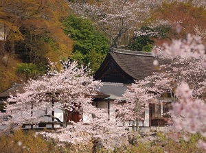 Hasedera in spring