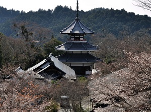 Sakura in Naka-senbon