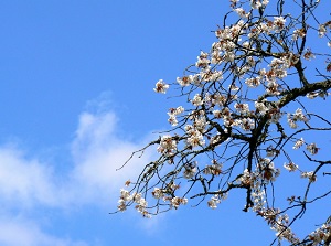 Yamazakura in Yoshino