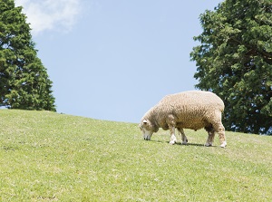 Rokkosan Pasture